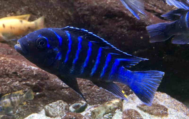 Maylandia sp. 'dolphin' Thumbi Point